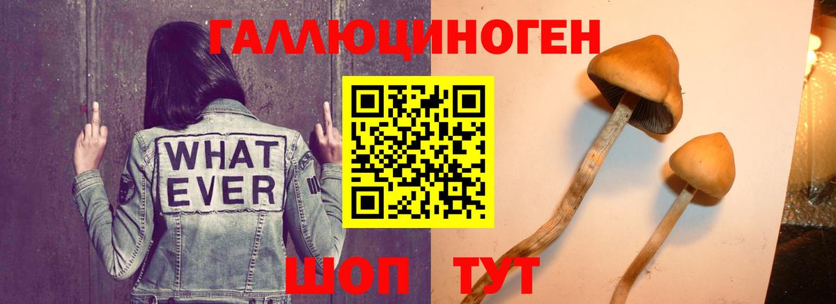 закладки  Галлюциногенные грибы Magic Shrooms  Вход с VPN  Элиста 